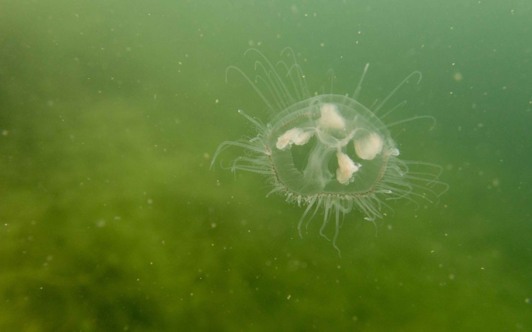 Discover Local Diving « Duzillet » Patrick