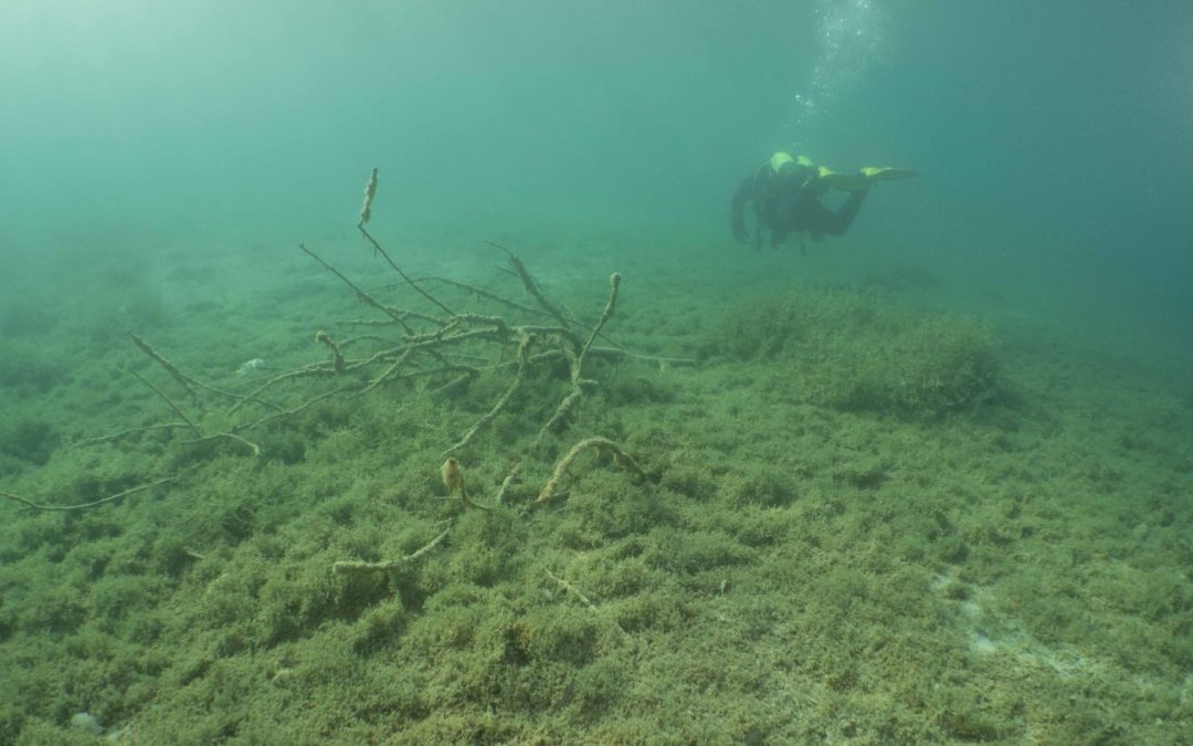 Discover Local Diving “Le Rosel” Stéphane