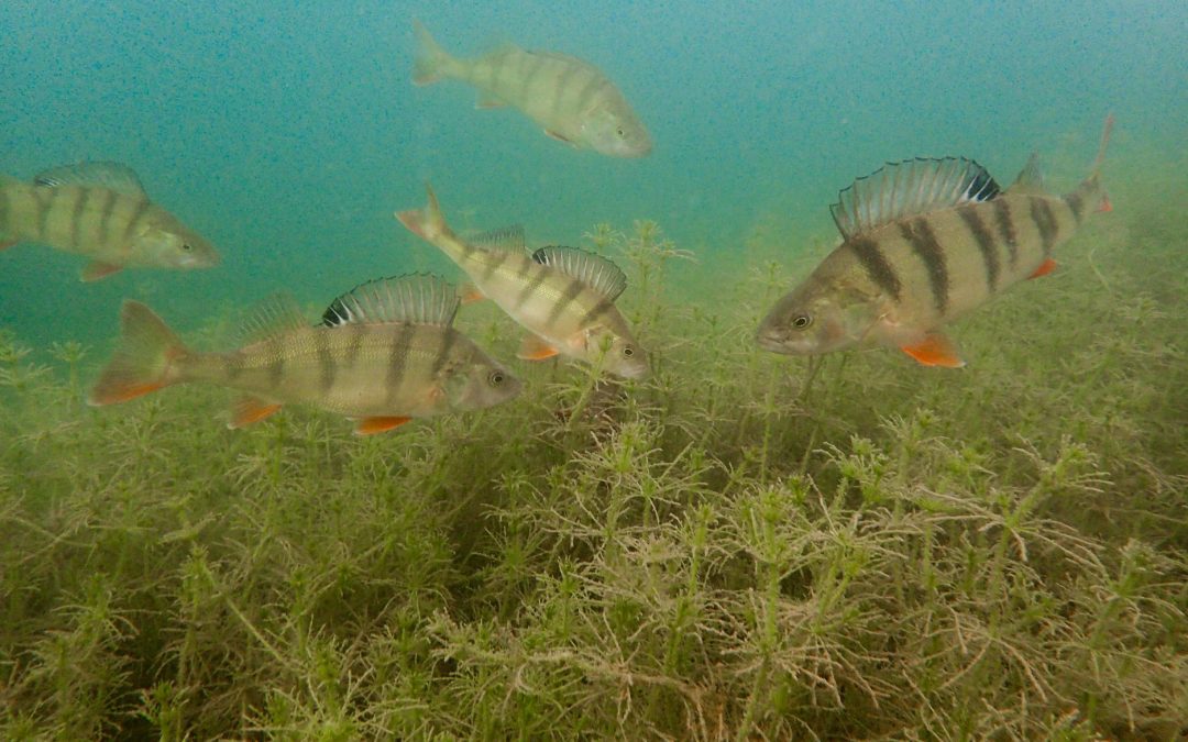 Discover Local Diving « Duzillet » Joël