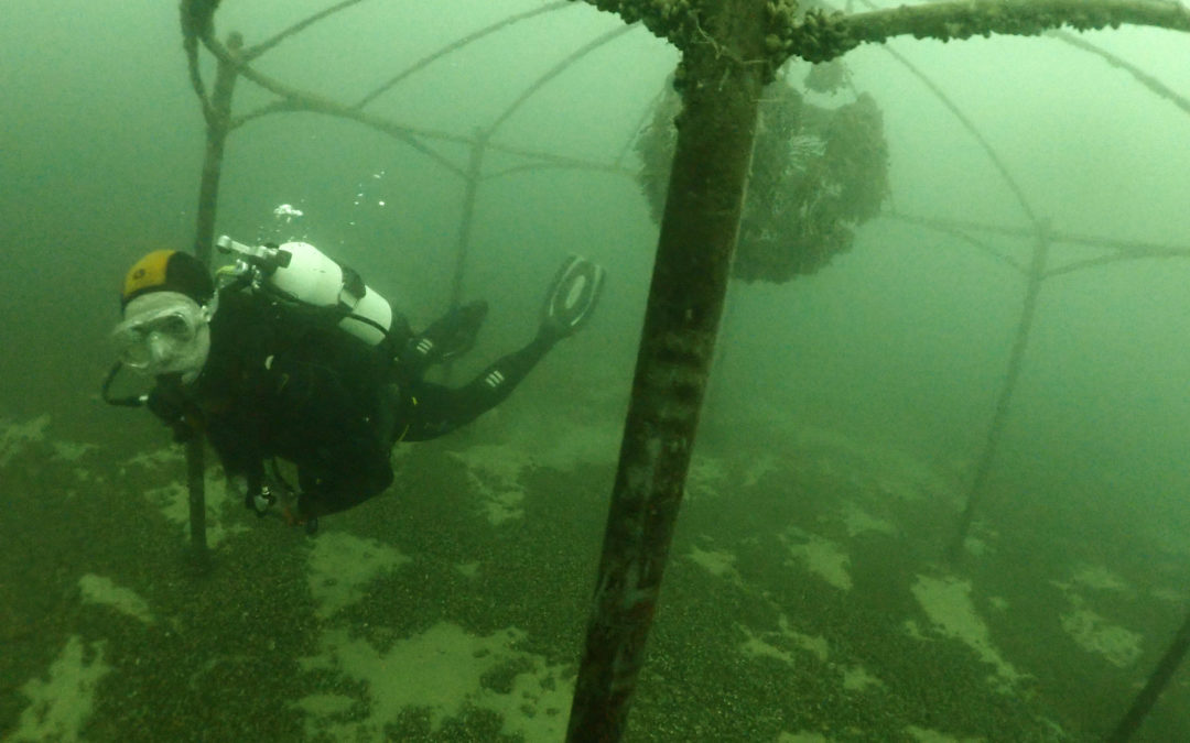 Discover Local Diving « St Prex Plage » Ismaël