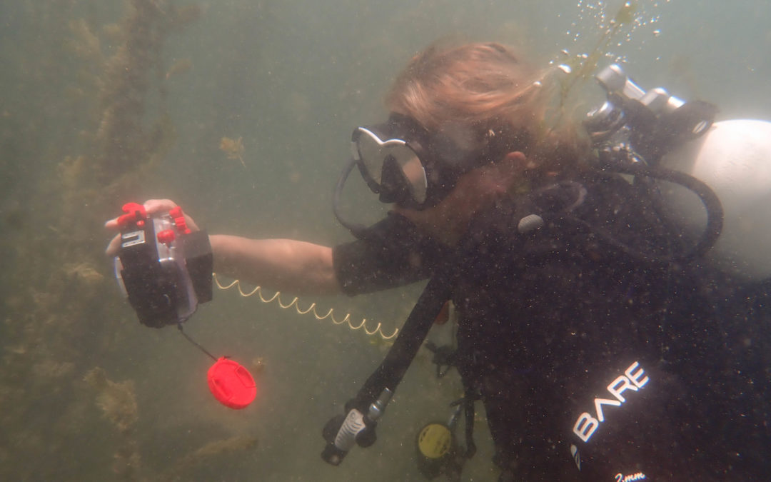 Spécialité photographie numérique Elvira