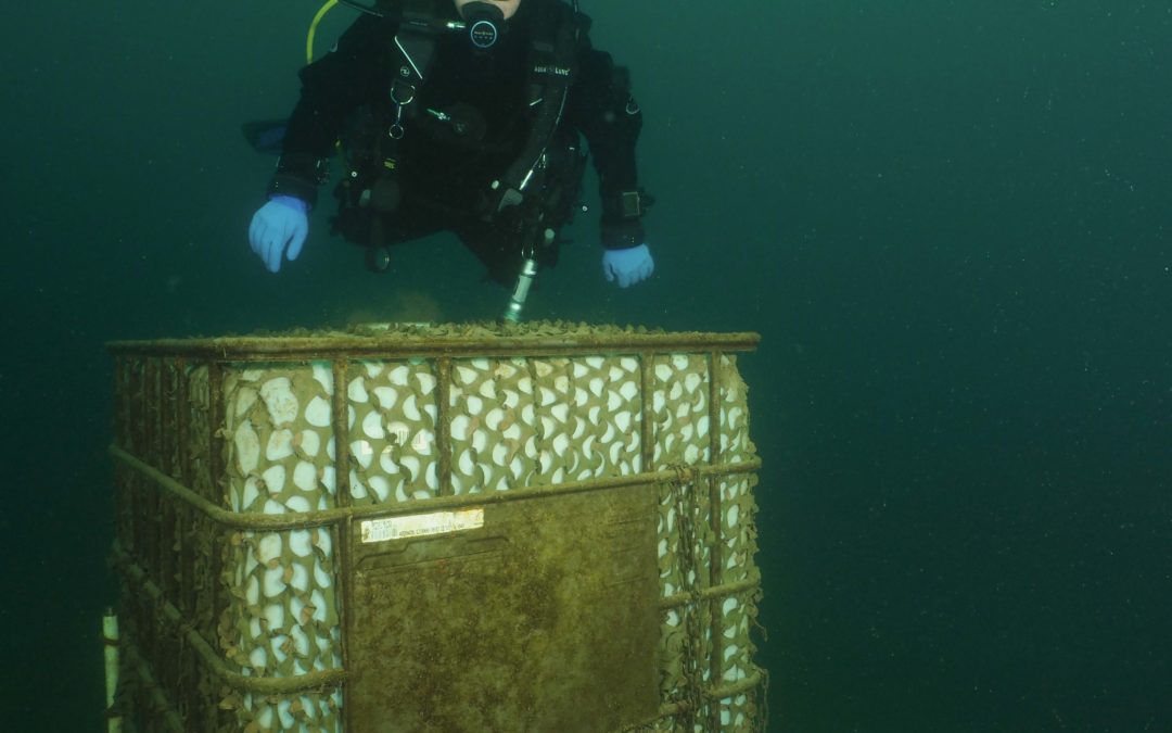 Discover Local Diving « Le Rosel » Laure