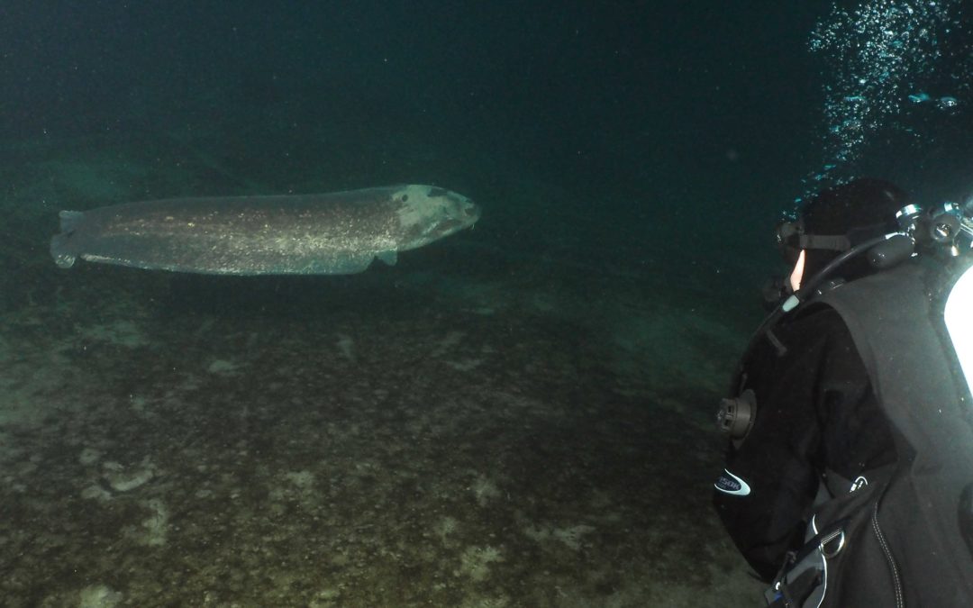 Discover Local Diving « Le Rosel » Laure