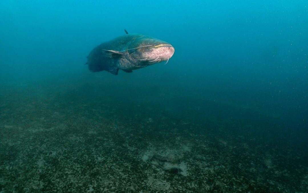 Discover Local Diving « Le Rosel » Laure