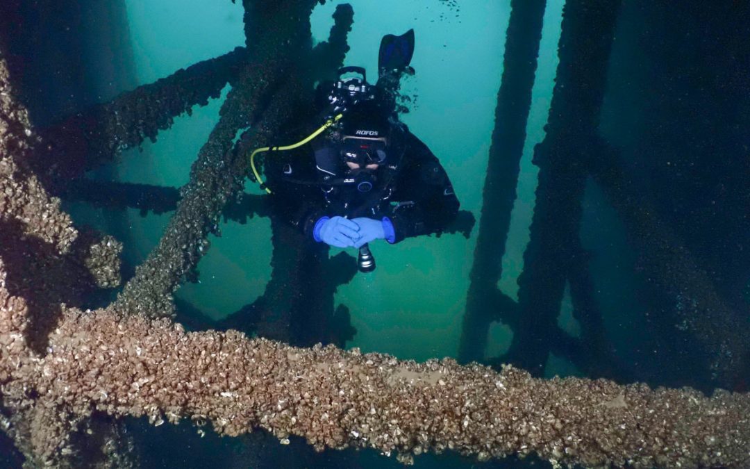 Discover Local Diving « Quais de Vevey » Laure