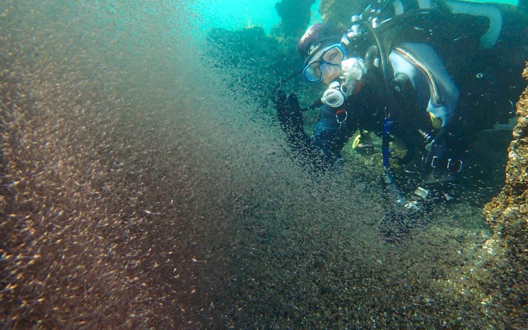 Discover Local Diving « St Prex Débarcadère » Céline