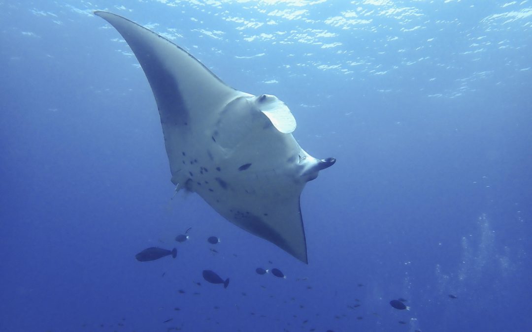 Maldives 2023